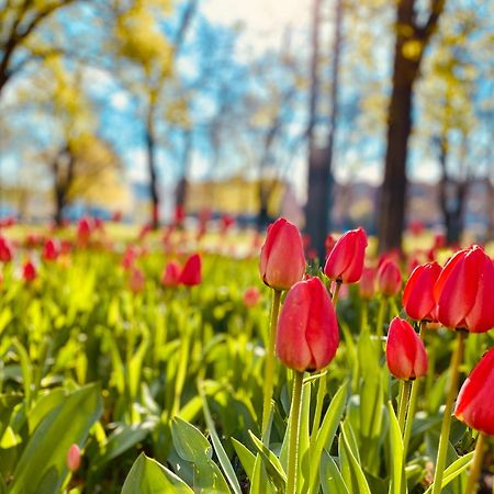 Schoene Aussichten Mitten In Berlin - Il Sole Buitenkant foto