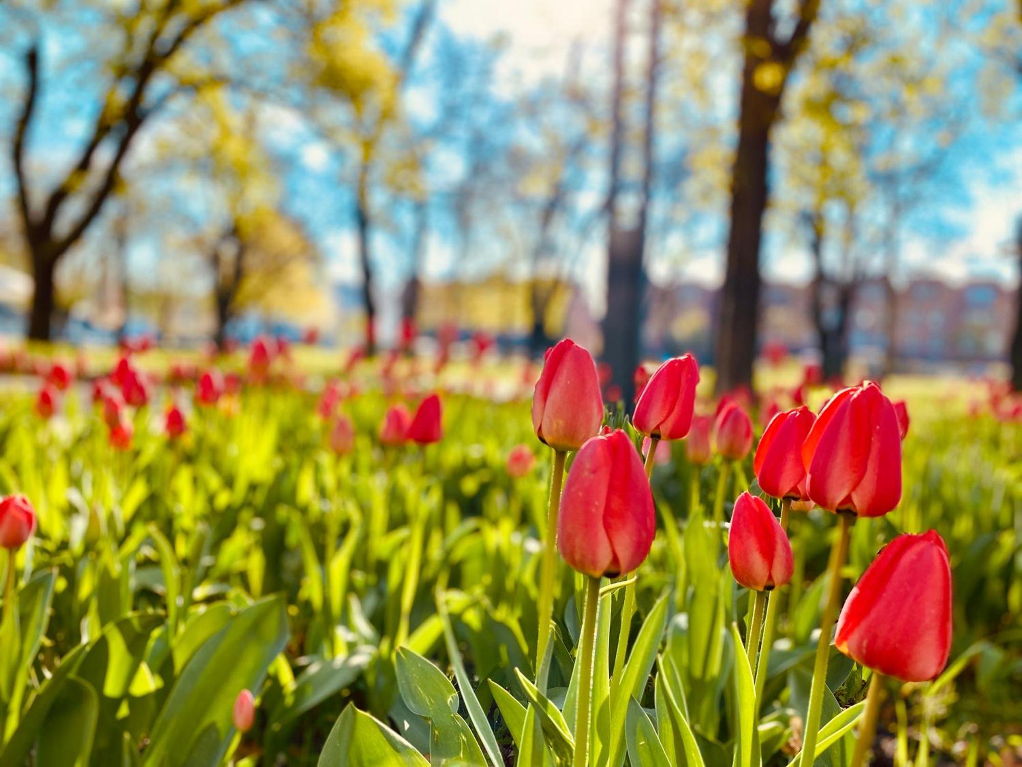 Schoene Aussichten Mitten In Berlin - Il Sole Buitenkant foto