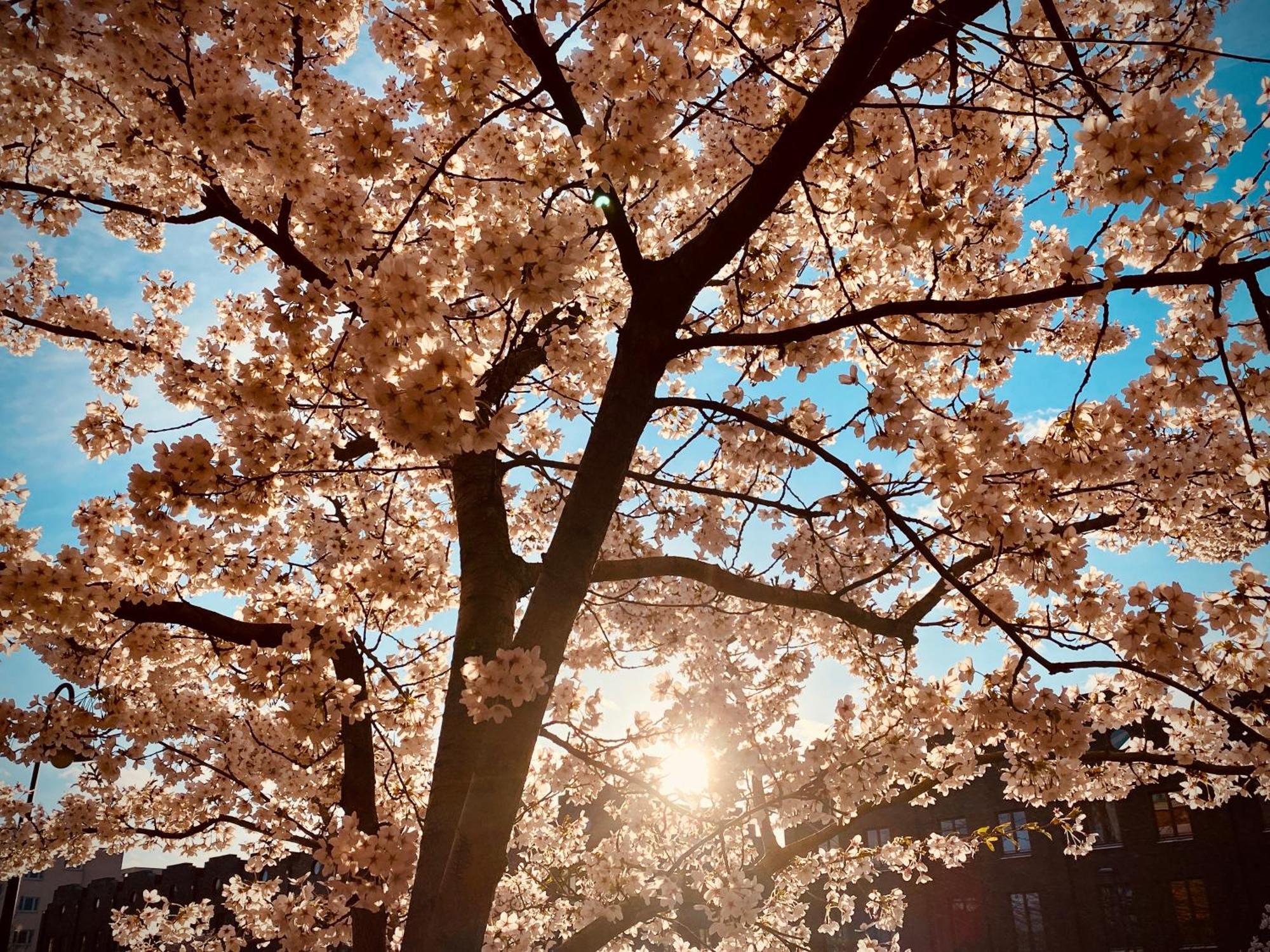 Schoene Aussichten Mitten In Berlin - Il Sole Buitenkant foto